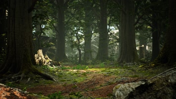 三维动画热带森林密林自然风光