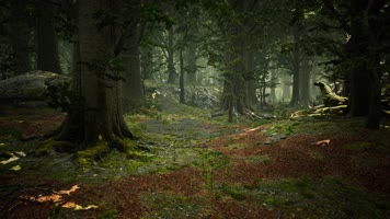 三维动画热带森林密林自然风光