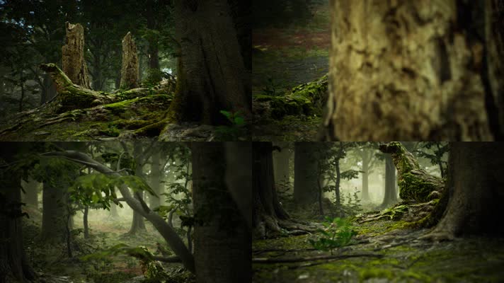 三维动画热带森林密林自然风光