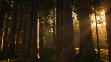 三维动画森林公园古道自然景观