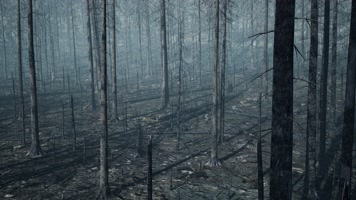 三维动画森林火灾后的废墟