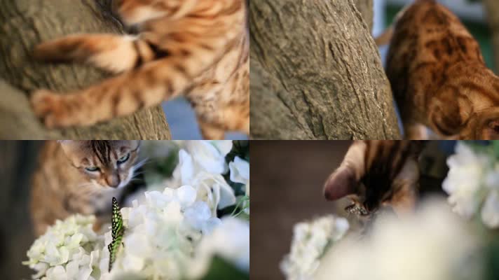 【4K】调皮的小猫