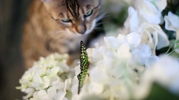 【4K】调皮的小猫