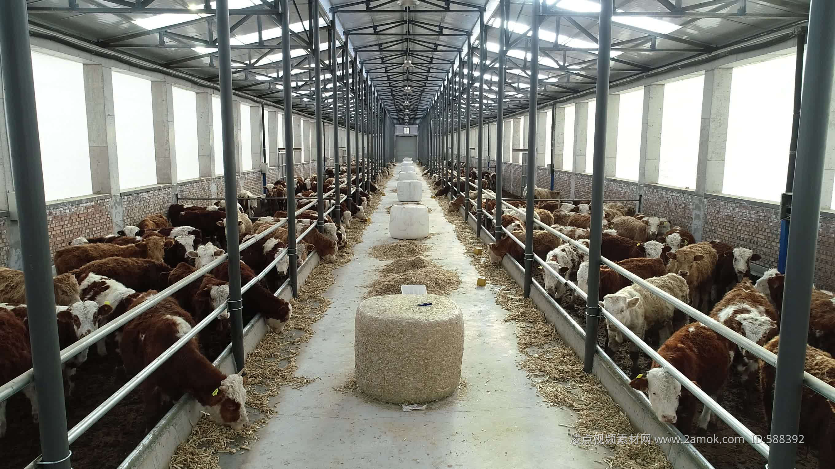 农村养牛大棚已经建成使用，造价低而且非常实用，养牛人可以参考-三农视频-搜狐视频