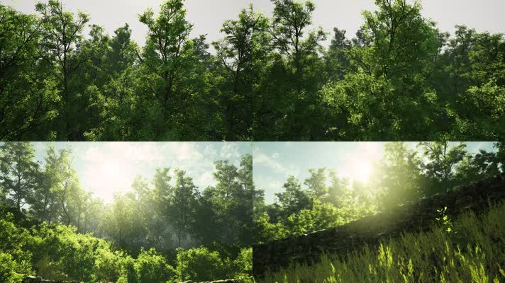 【4K】阳光森林