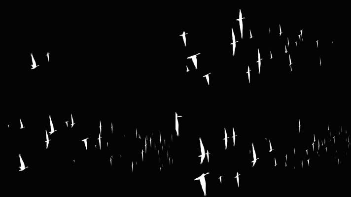 一群飞天鹅带通道