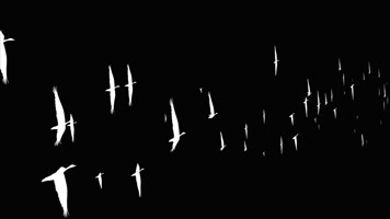 一群飞天鹅带通道