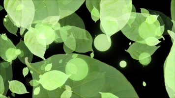 树叶粒子快速转场