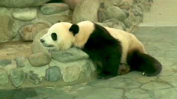 爱睡觉的大熊猫