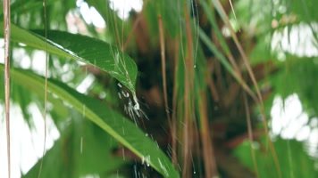 淅淅沥沥春雨，雨滴打在玻璃上，树叶上雨水