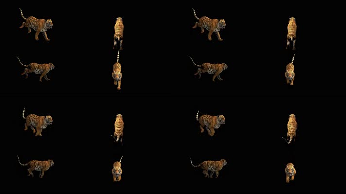 4K多角度老虎奔跑素材透明背景可循环