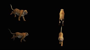 4K多角度老虎奔跑素材透明背景可循环