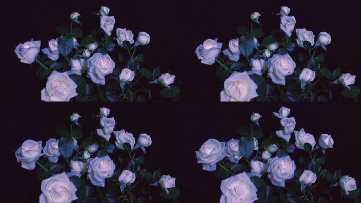 白色玫瑰花开延时