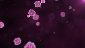 紫色康乃馨花瓣飘飞LED唯美背景演绎视频