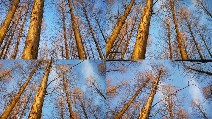 冬天的树林天空