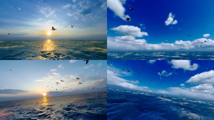 一群海鸟在大海飞翔视频素材