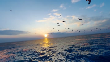 一群海鸟在大海飞翔视频素材