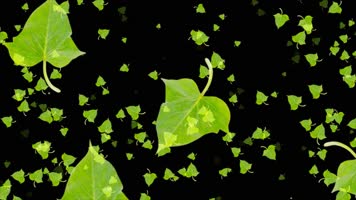 番薯叶爆炸转场视频
