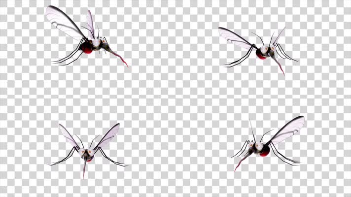 4K-3D有趣的蚊子02-alpha通道