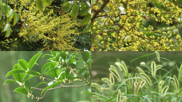 初秋秋天桂花狗尾巴草空镜头4K