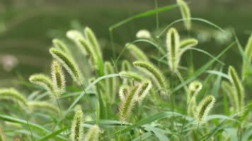 初秋秋天桂花狗尾巴草空镜头4K