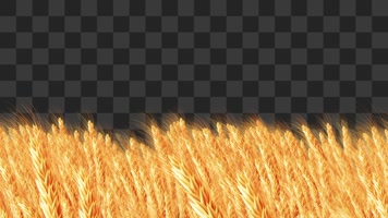 金色麦田背景-alpha通道