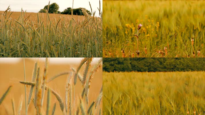 田地 庄稼 丰收  小麦