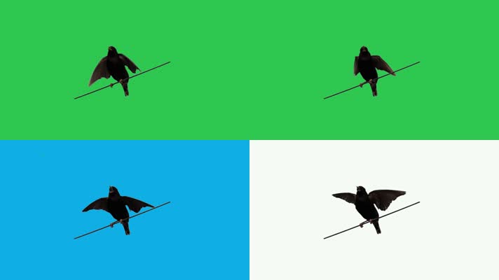 【4K】电线小鸟