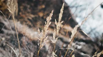 冬天的萧条4K实拍植物草枯叶枯草