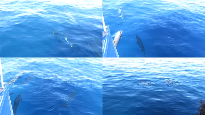 海豚 鱼群 大海  