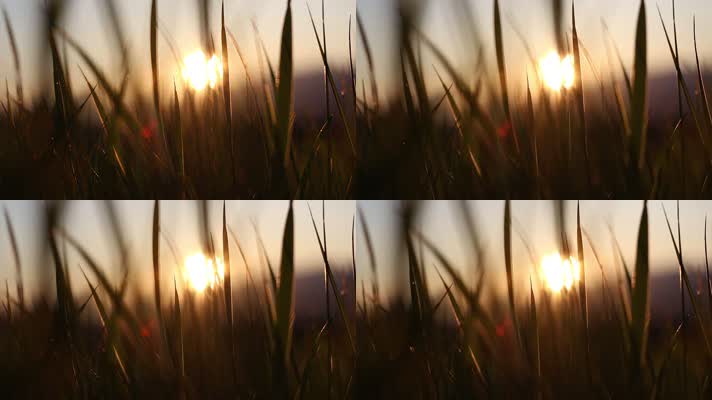夕阳 阳光 草丛 小草 逆光 光影  