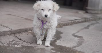 农家春节聚会民风烧烤火全羊打扑克 4k实拍