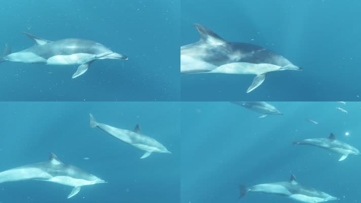 海豚 鱼群 大海 海底世界01