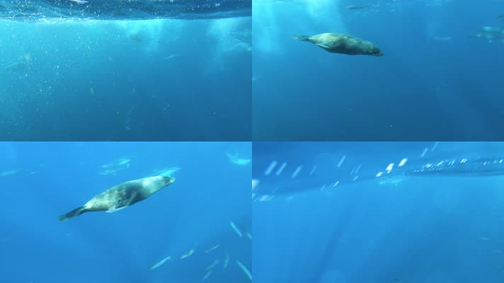 海豚 鱼群 大海 海底世界 
