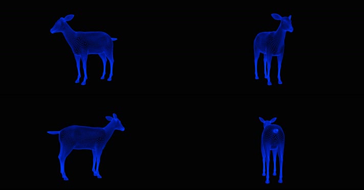 4K全息动物 4K全息动物