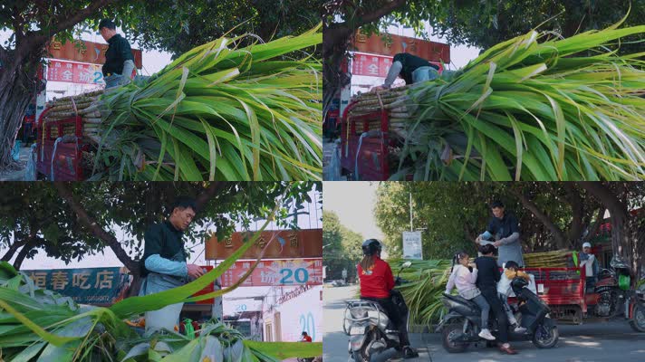 中国西南地区路边摊卖甘蔗的商户