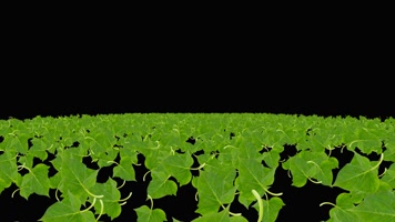 番薯叶粒子海冲屏幕视频