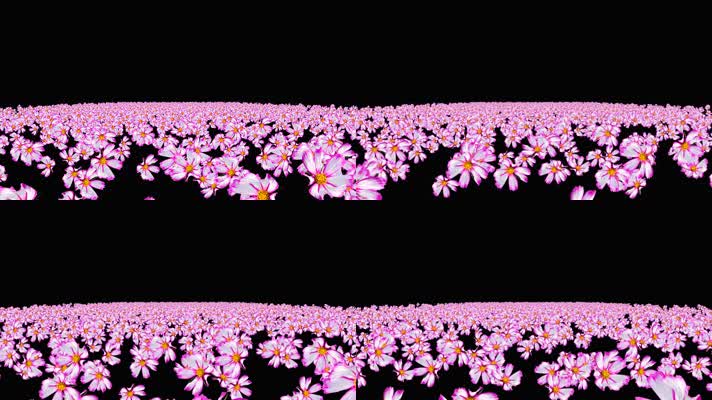 紫色格桑花粒子海冲屏幕视频