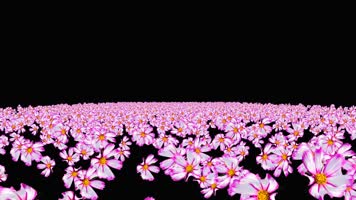 紫色格桑花粒子海冲屏幕视频