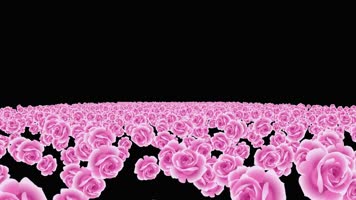 紫色康乃馨粒子海冲屏幕视频