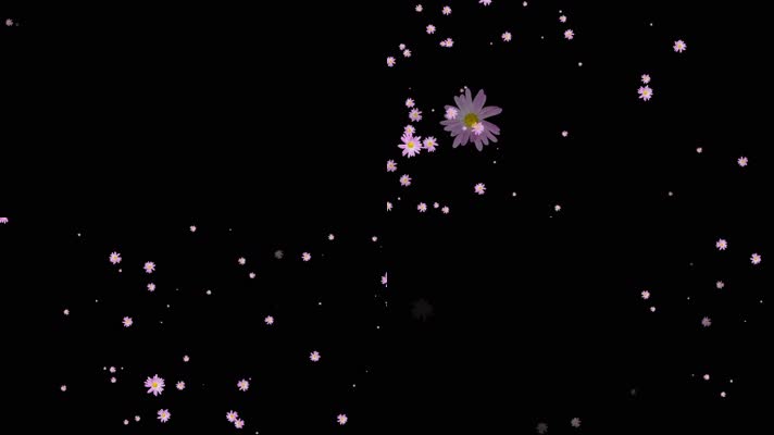 紫色菊花粒子飘过屏幕
