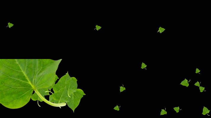 番薯叶转场小特效带通道