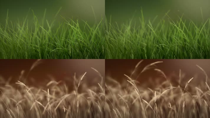 精致的绿草特写麦穗特写