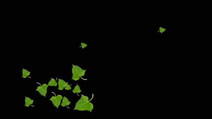 番薯叶小特效视频带通道