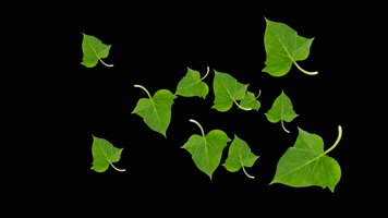 番薯叶小特效视频带通道