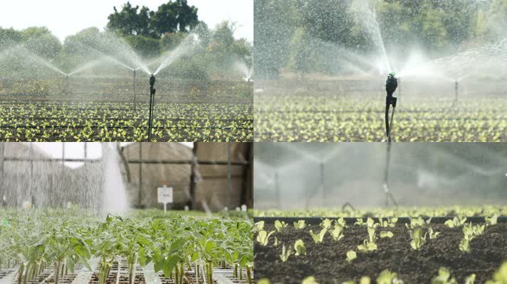 原创实拍4K温室大棚灌溉浇水
