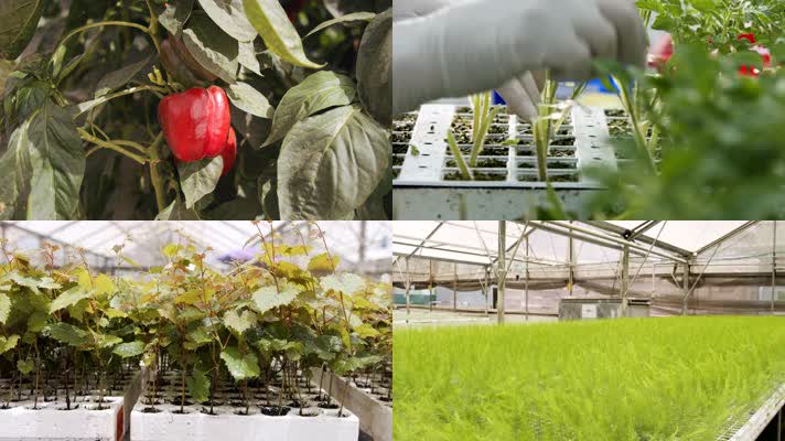 原创实拍4K温室大棚蔬菜种植
