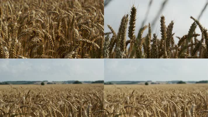 4K成熟的小麦麦穗田地