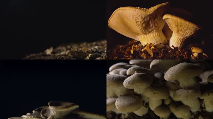 4K菌菇蘑菇生长延时