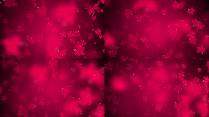 唯美一品红粒子背景视频